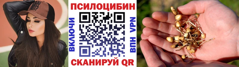 Псилоцибиновые грибы Psilocybe  кракен сайт  Чехов 